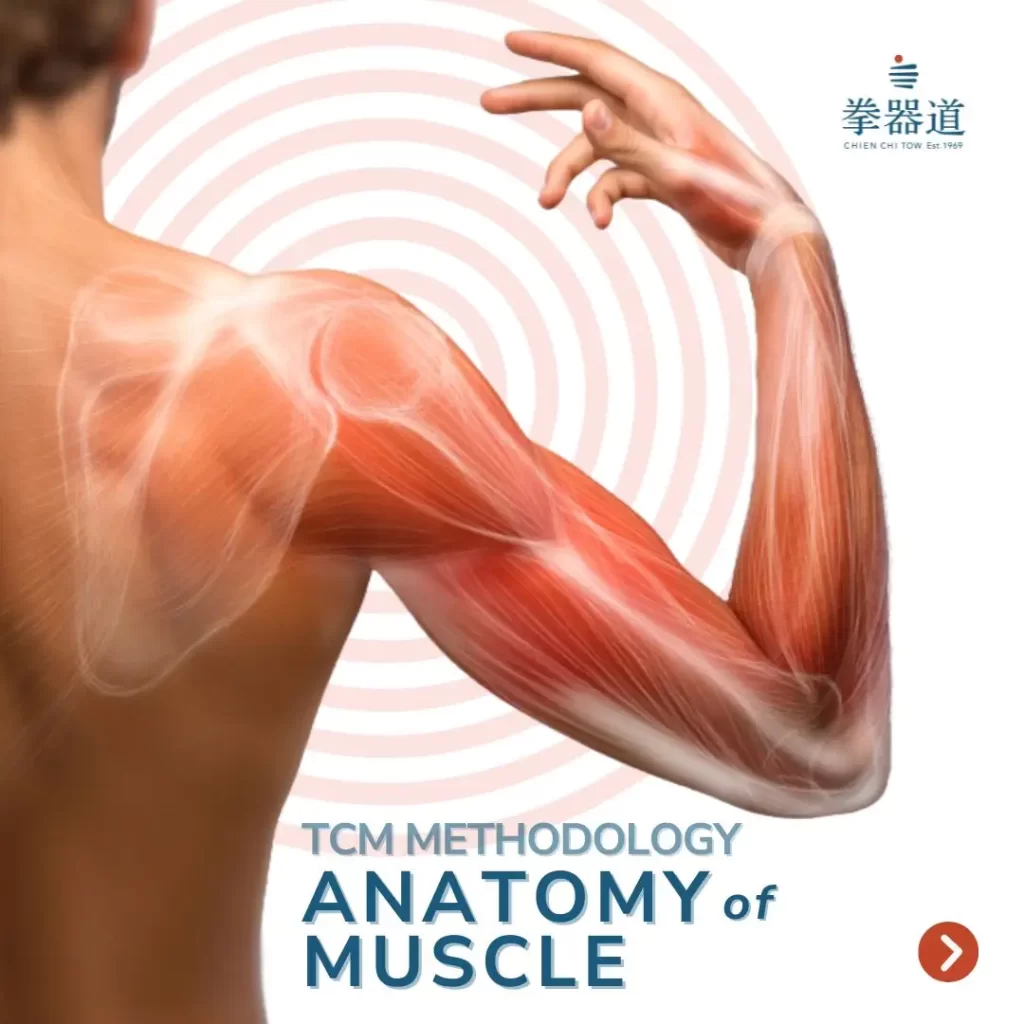 TCM Methodology | Anatomy of Muscle